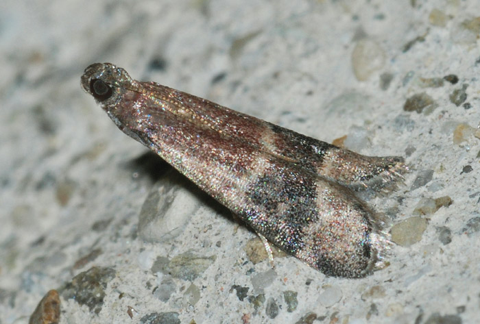 Pyralidae 11